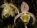 Paphiopedilum_randsii