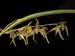 Pleurothallis_stenophylla2