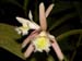 Sobralia_fragrans