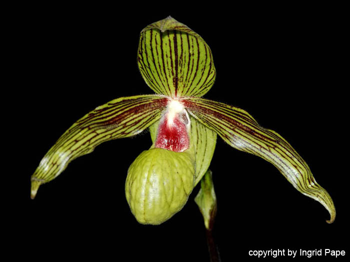 Paphiopedilum_St_swithin_x_malipoense