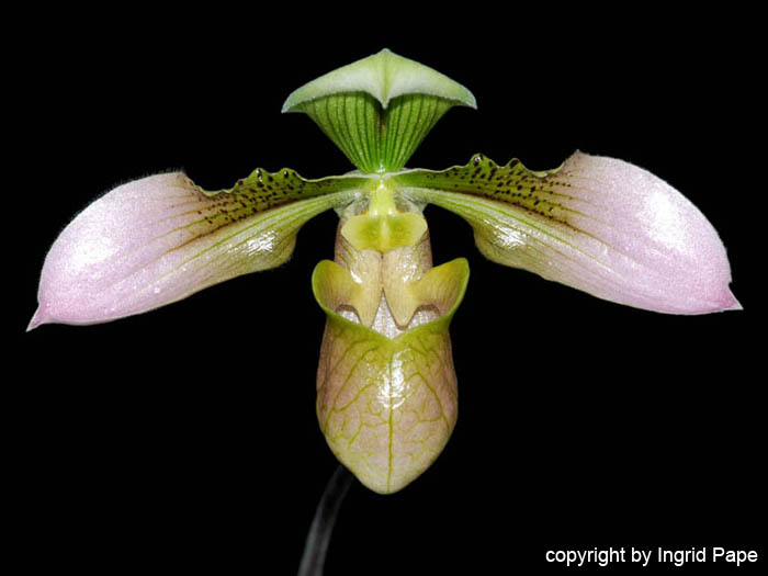 Paphiopedilum_amabile