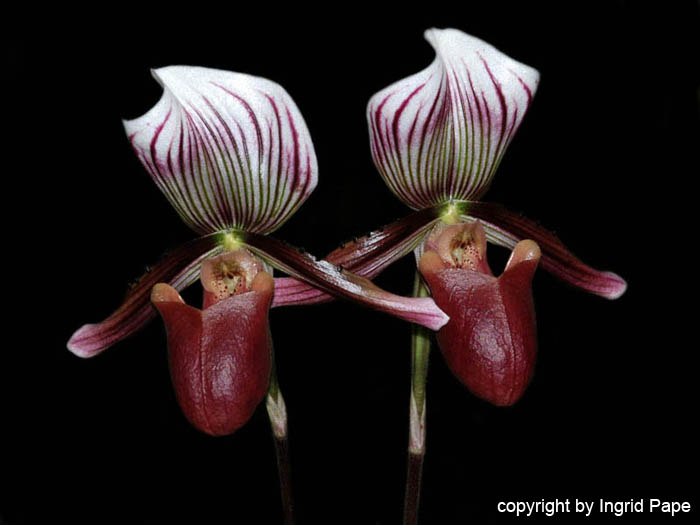 Paphiopedilum_barbatum_nigritum