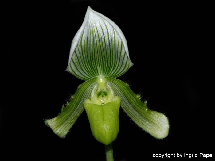 Paphiopedilum_callosum_alba