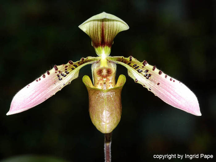 Paphiopedilum_cerveranum