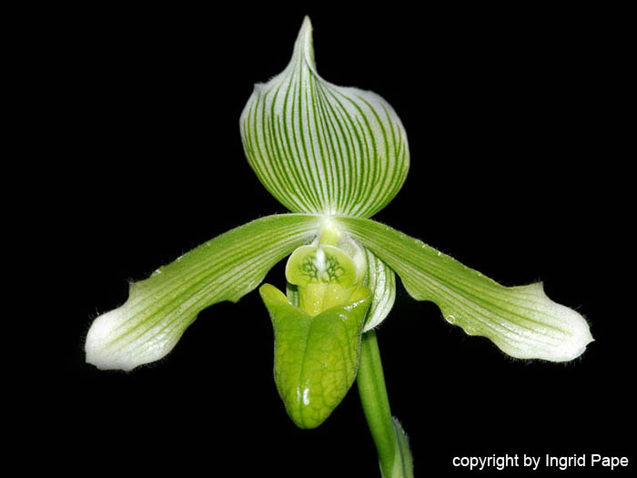 Paphiopedilum_javanicum_alba