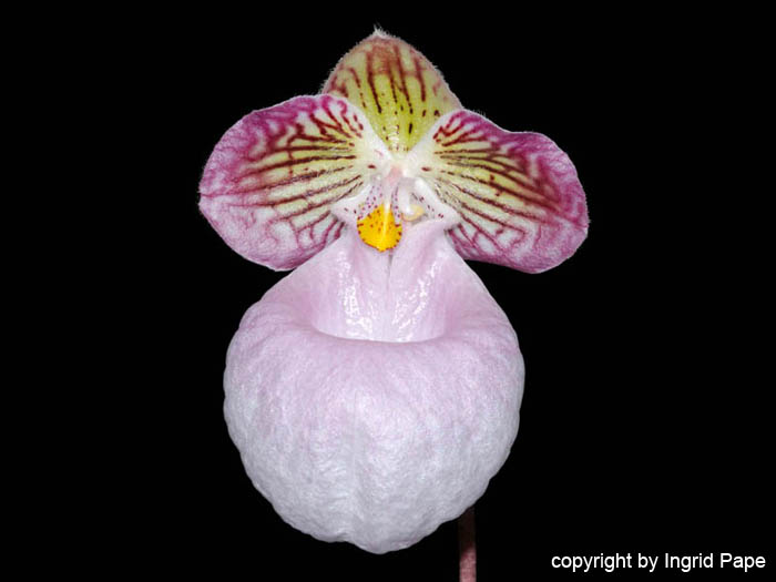 Paphiopedilum_micranthum