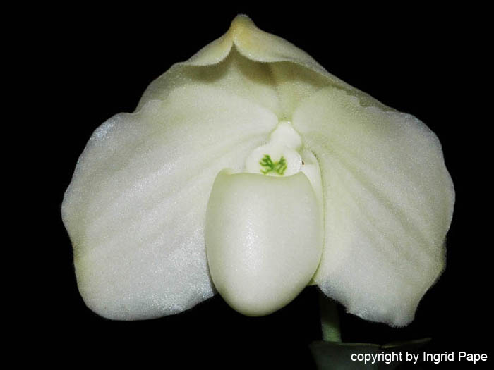 Paphiopedilum_niveum_alba