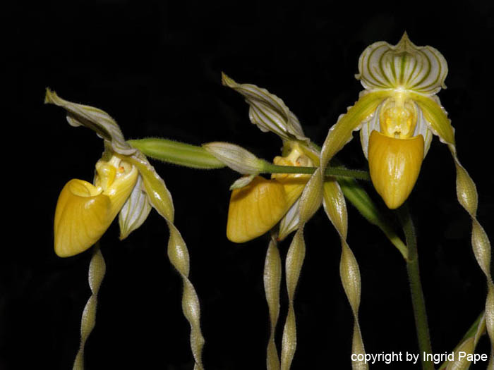 Paphiopedilum_phillippinense_alba