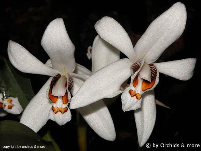 Coelogyne Corymbosa